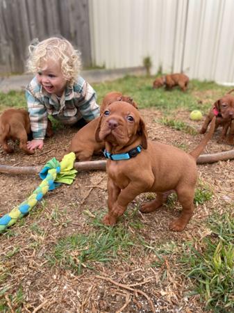 Hungarian Vizsla for sale by LOYALHEARTS