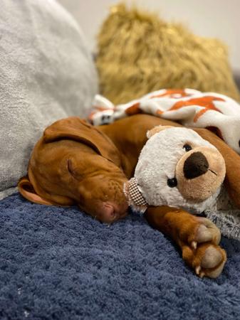 Hungarian Vizsla for sale by LOYALHEARTS