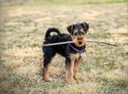 Airedale Terrier puppy for sale by ASTORAIRES