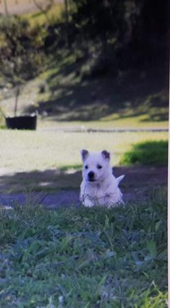 West Highland White Terrier puppy for sale by SHINDARRAH