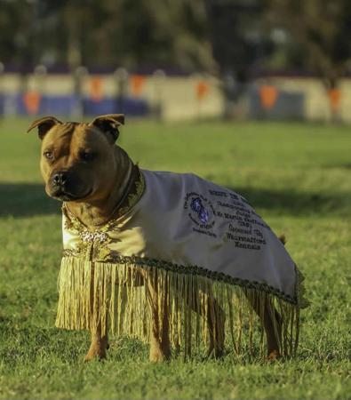 Staffordshire Bull Terrier puppy for sale by SHINDARRAH