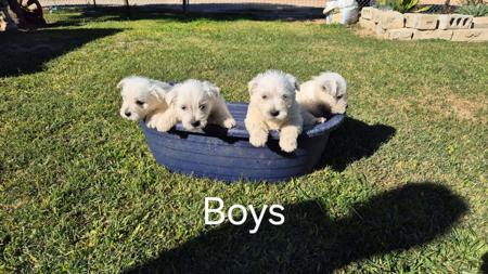 West Highland White Terrier for sale by WHITEAGENGA