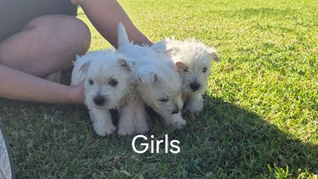 West Highland White Terrier for sale by WHITEAGENGA