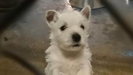 West Highland White Terrier for sale by WHITEAGENGA