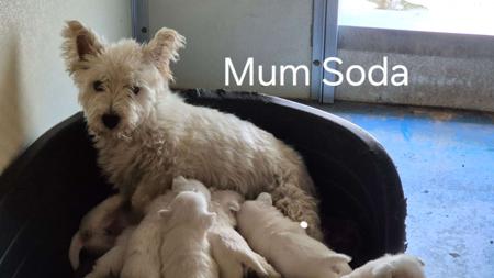 West Highland White Terrier for sale by WHITEAGENGA