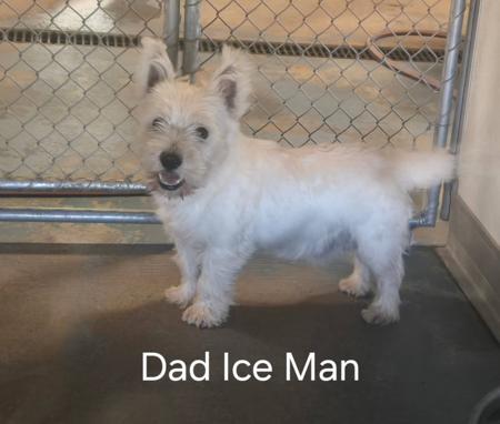West Highland White Terrier for sale by WHITEAGENGA