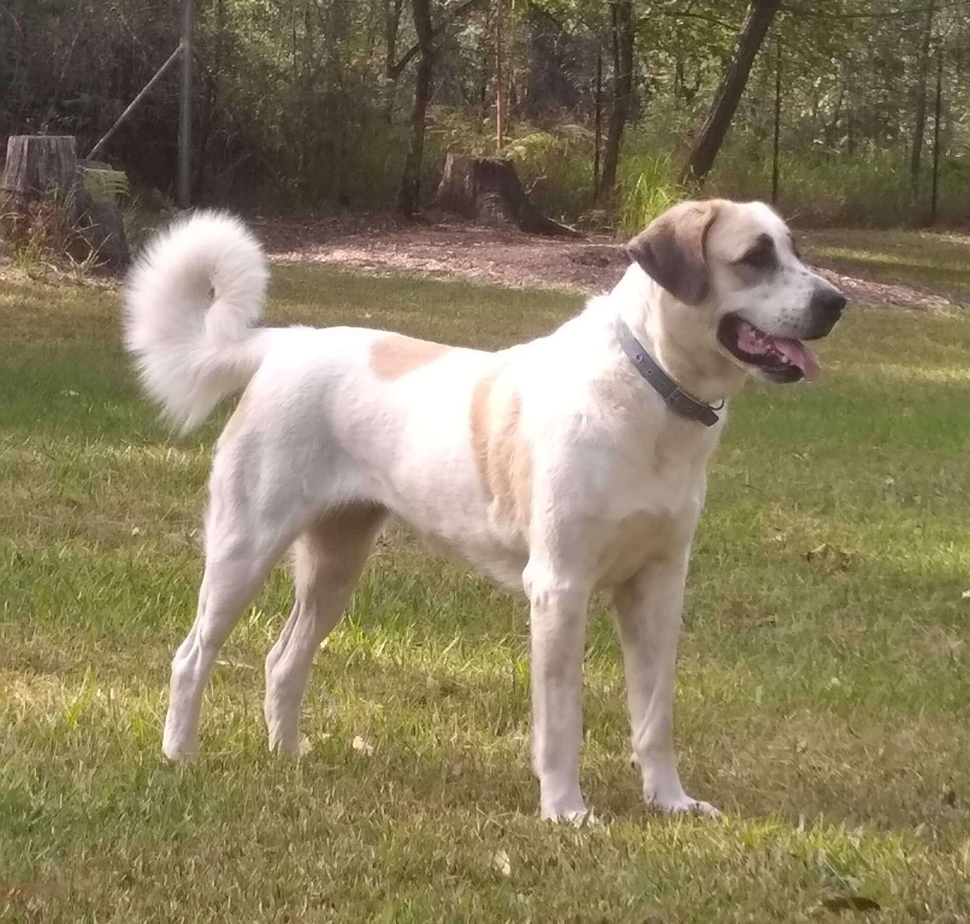 Atabrai Azizi Patycha Central Asian Shepherd Dog - Owned by Julie Deem