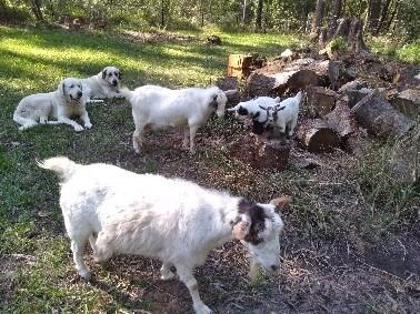 Central Asian Shepherd Dog for sale by ATABRAI