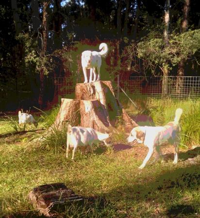 Central Asian Shepherd Dog for sale by ATABRAI