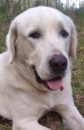 Central Asian Shepherd Dog for sale by ATABRAI