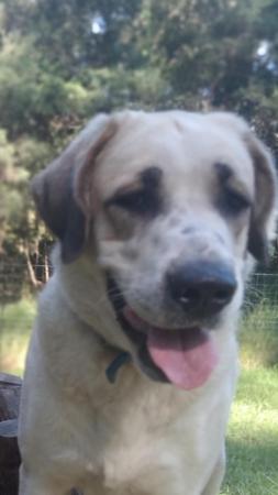 Central Asian Shepherd Dog for sale by ATABRAI