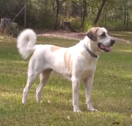 Central Asian Shepherd Dog for sale by ATABRAI