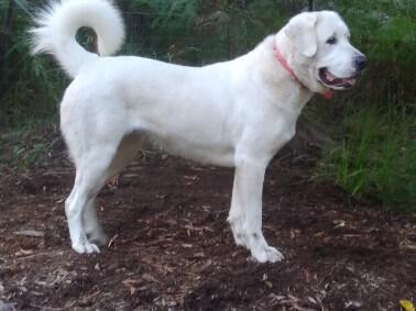 Central Asian Shepherd Dog for sale by ATABRAI