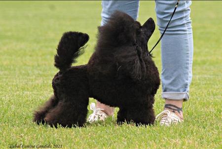 Poodle (Toy) for sale by TDROP