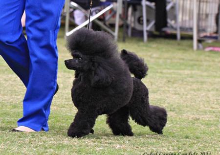 Poodle (Toy) for sale by TDROP