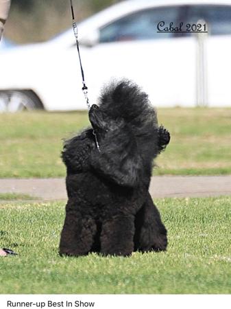 Poodle (Toy) for sale by TDROP