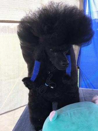 Poodle (Toy) for sale by TDROP