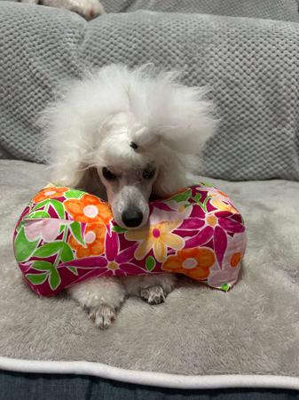 Poodle (Toy) for sale by TDROP