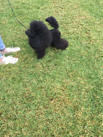 Poodle (Toy) for sale by TDROP