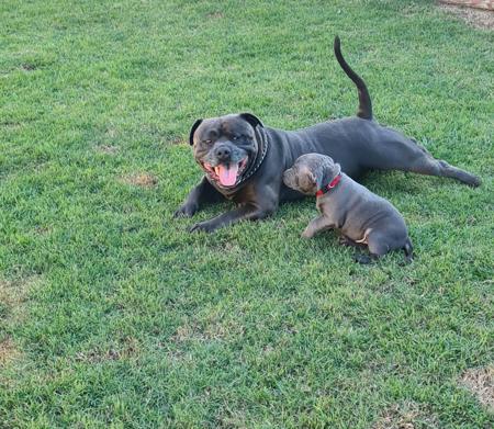 Staffordshire Bull Terrier for sale by BLUBLUDSTAFF