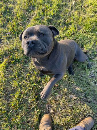 Staffordshire Bull Terrier for sale by BLUBLUDSTAFF
