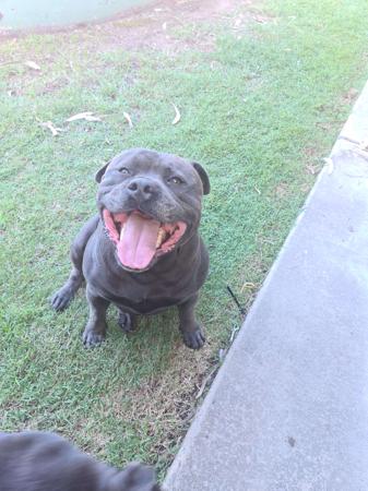 Staffordshire Bull Terrier for sale by BLUBLUDSTAFF