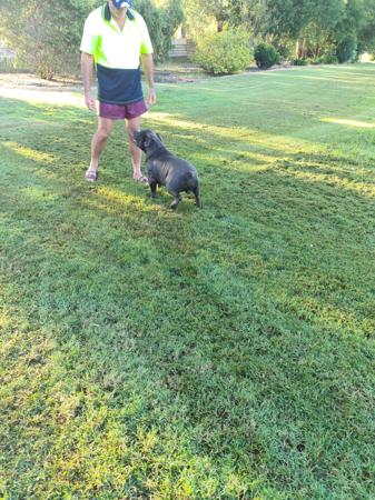 Staffordshire Bull Terrier for sale by BLUBLUDSTAFF