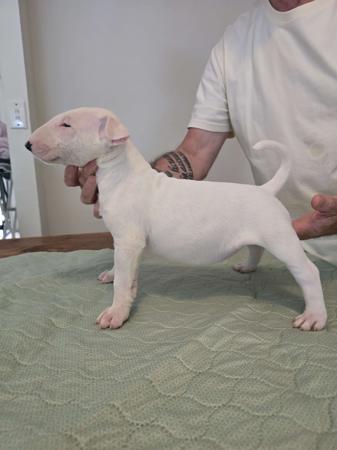 Bull Terrier puppy for sale by MIRACLEMAN