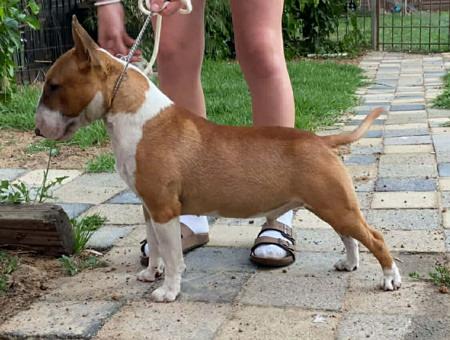 Bull Terrier (Miniature) puppy for sale by MIRACLEMAN