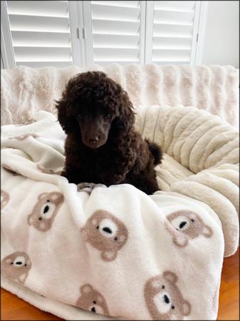 Poodle (Toy) puppy for sale by ROBELLETOY