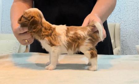 Click to view more details