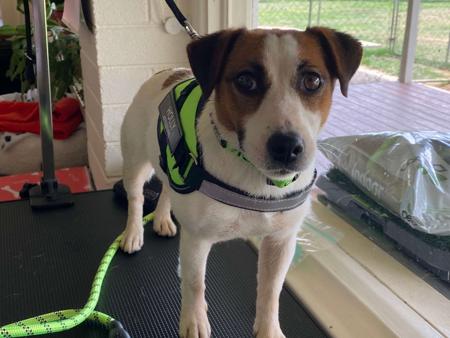 Jack Russell Terrier for sale by COORABIN
