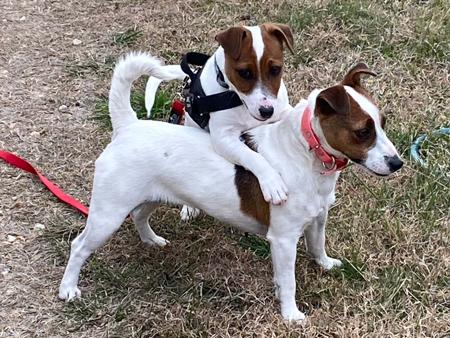 Jack Russell Terrier for sale by COORABIN