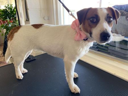Jack Russell Terrier for sale by COORABIN