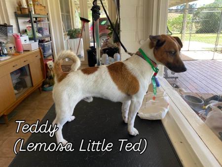 Jack Russell Terrier for sale by COORABIN