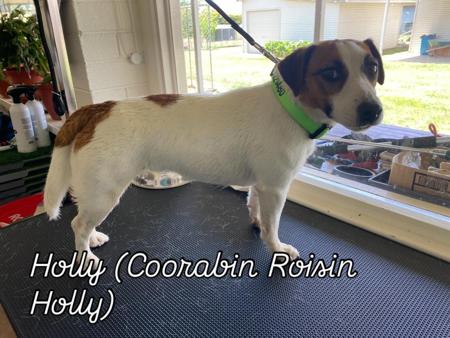 Jack Russell Terrier for sale by COORABIN