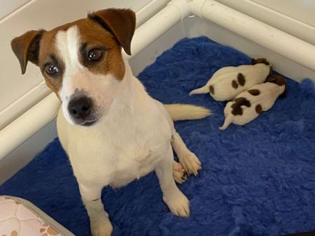 Jack Russell Terrier for sale by COORABIN