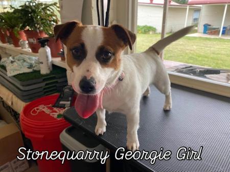 Jack Russell Terrier for sale by COORABIN