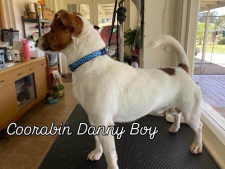 Jack Russell Terrier for sale by COORABIN