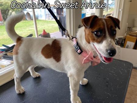 Jack Russell Terrier for sale by COORABIN