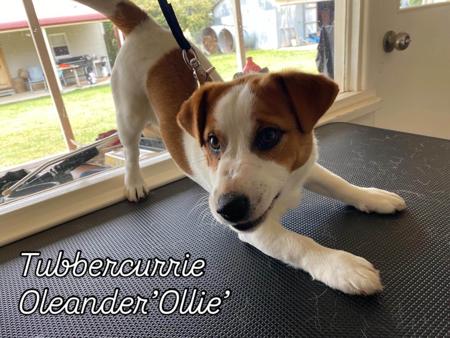 Jack Russell Terrier for sale by COORABIN