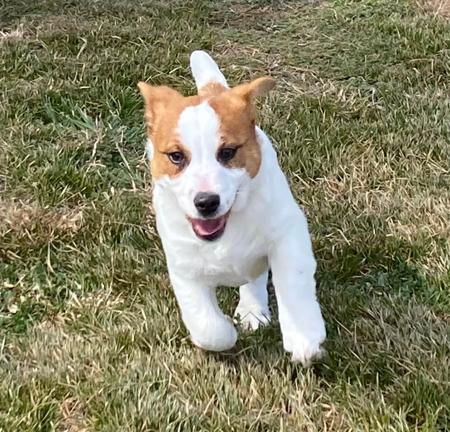 Jack Russell Terrier for sale by COORABIN