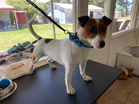 Jack Russell Terrier for sale by COORABIN