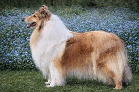 CIB (pending) New Zealand Ch Aust Ch Highclere Forget Me Not at Fairenvy N.SPRD Collie (Rough)