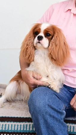 Cavalier King Charles Spaniel puppy for sale by INNESVEIL
