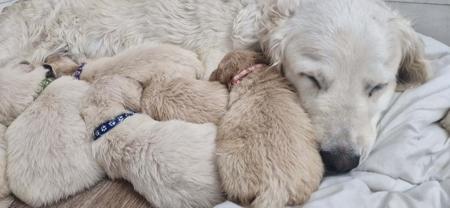 Golden Retriever puppy for sale by GOLDENWINTER