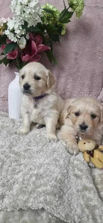 Golden Retriever puppy for sale by GOLDENWINTER