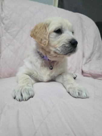 Golden Retriever puppy for sale by GOLDENWINTER