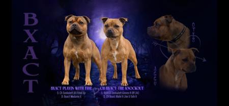 Staffordshire Bull Terrier puppy for sale by KRISTY