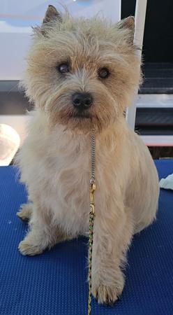 Cairn Terrier for sale by BIGNSMOL